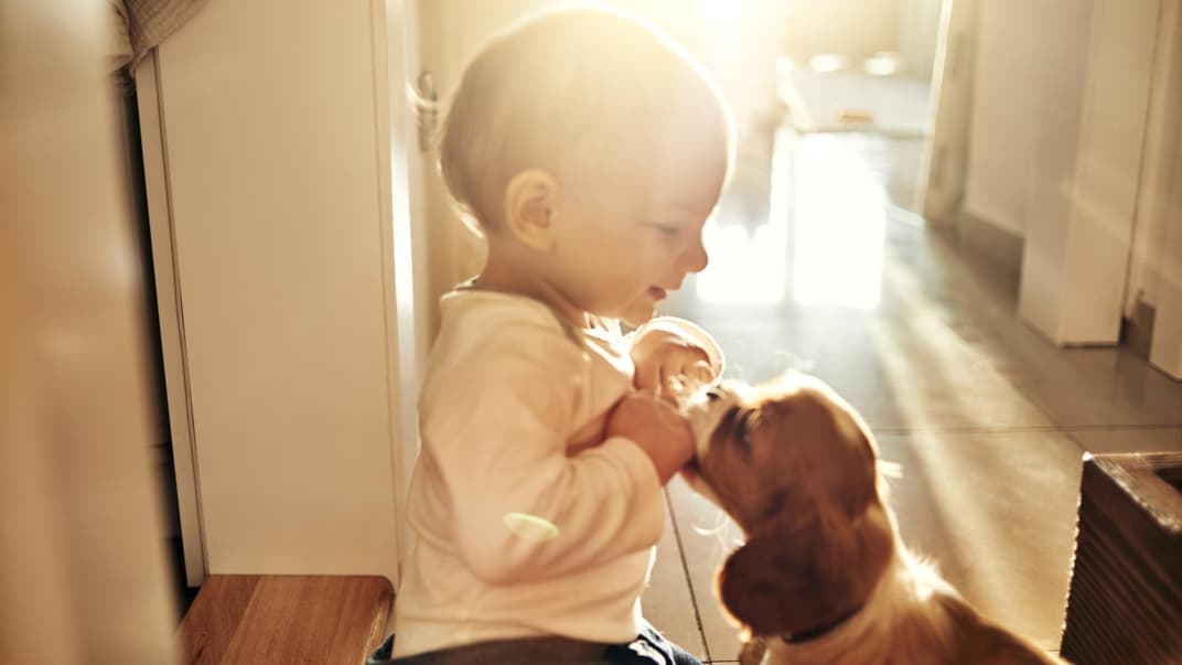 Die Regeln für den Umgang von Hund und Kind