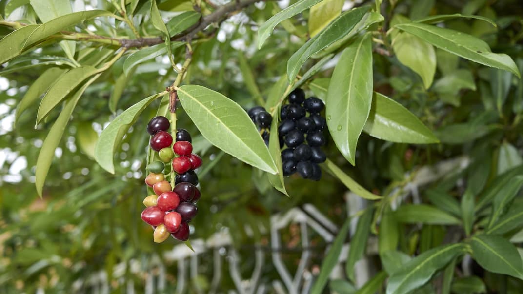 Kirschlorbeer mit roten und schwarzen Früchten