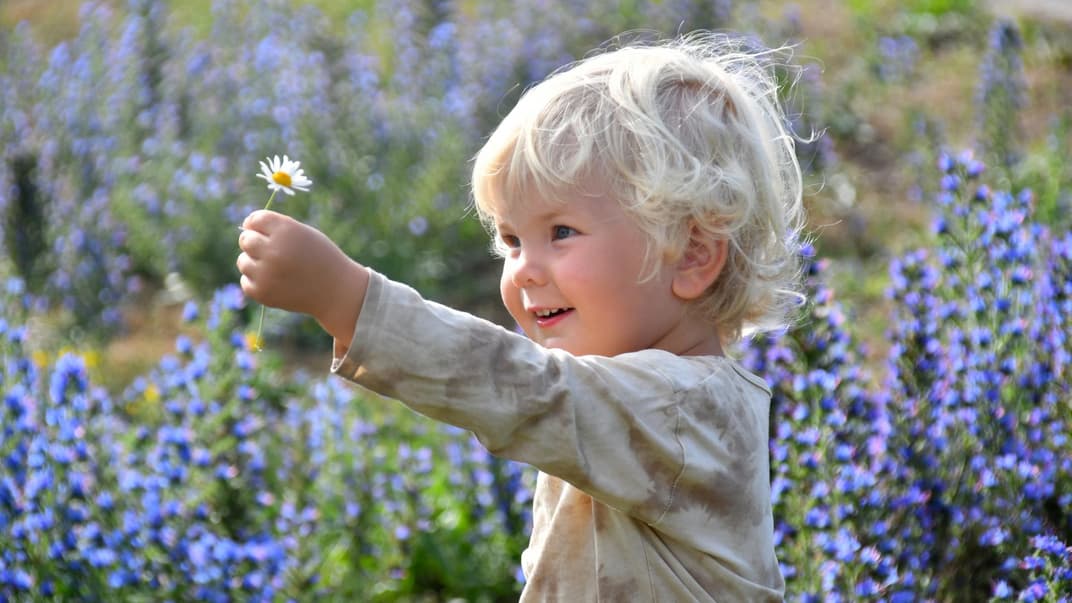 Ein kleiner Junge zeigt stolz sein gepflücktes Gänseblümchen. Ein kleiner Junge zeigt stolz sein gepflücktes Gänseblümchen.