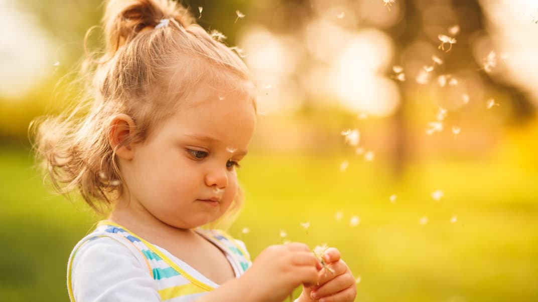 Ein kleines Mädchen zerpflückt neugierig eine Pusteblume.
