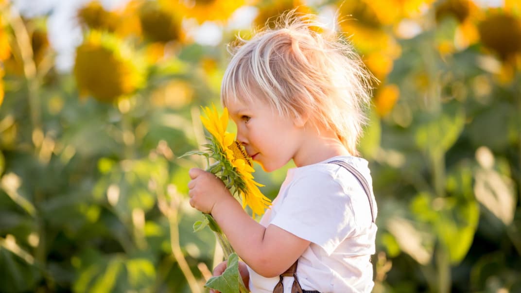 Junge in Sonnenblumenfeld: Ungifte Pflanze für Kinder im Garten