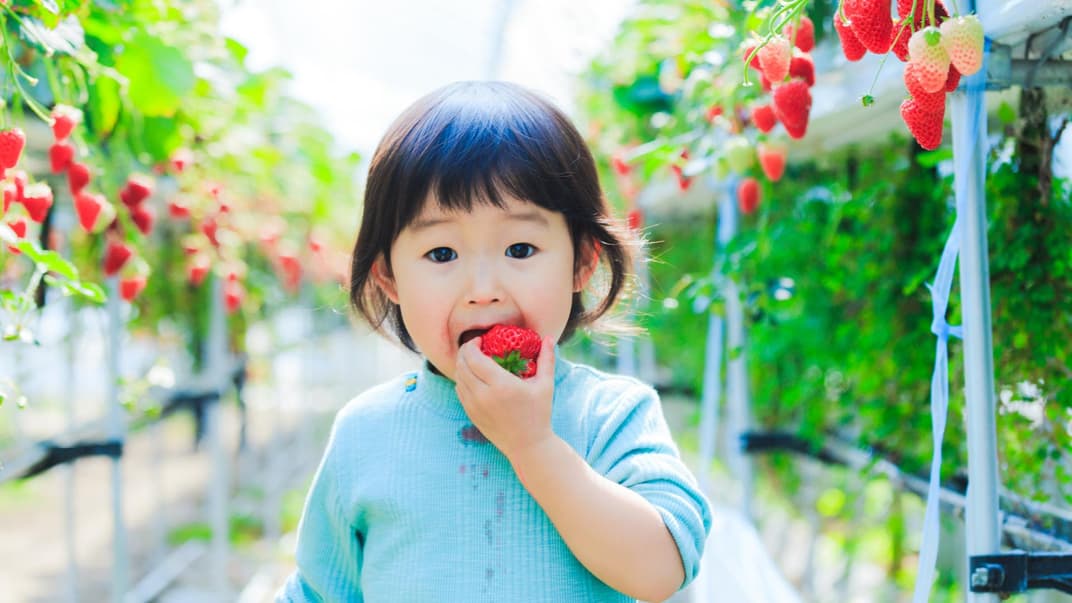 Japanisches Mädchen isst eine Erdbeere.