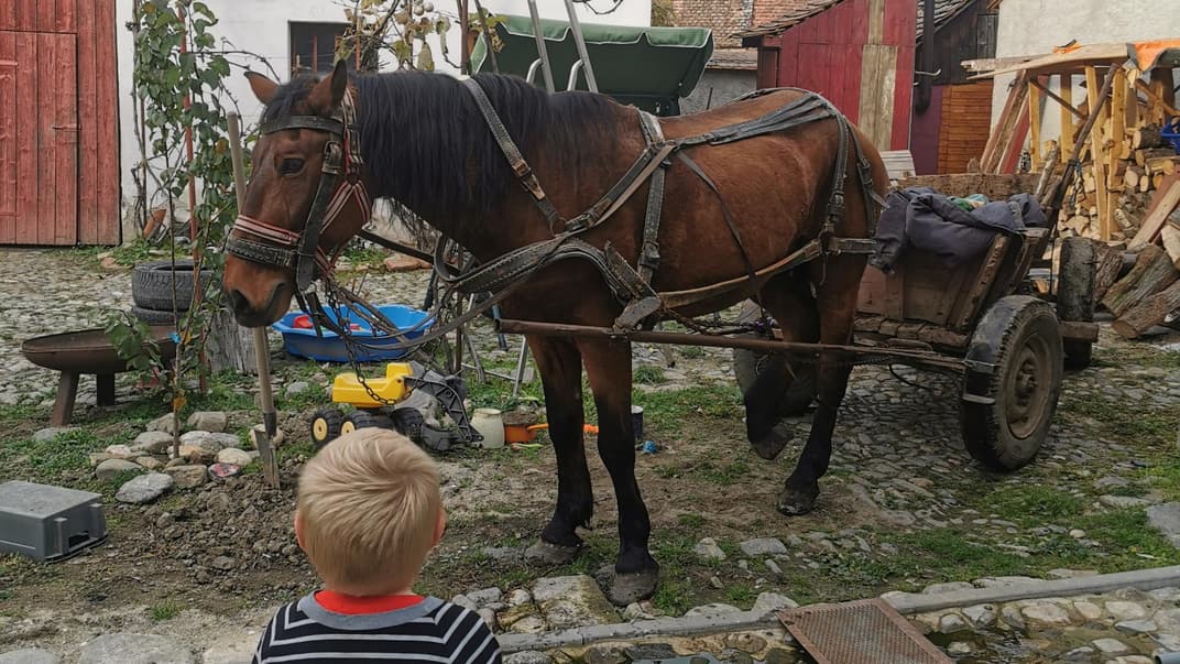 Auswandern nach Transsilvanien