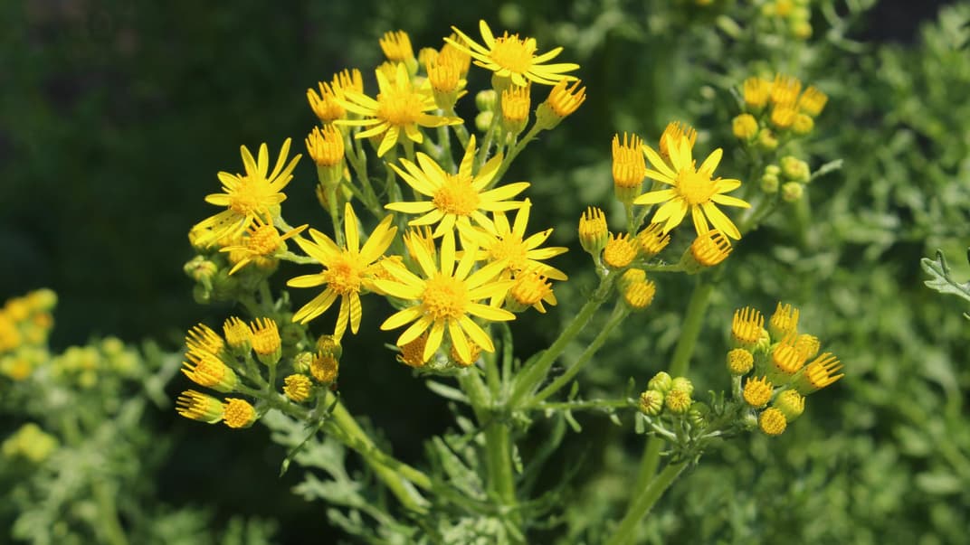 Jakobskreuzkraut hat gelbe Blüten.