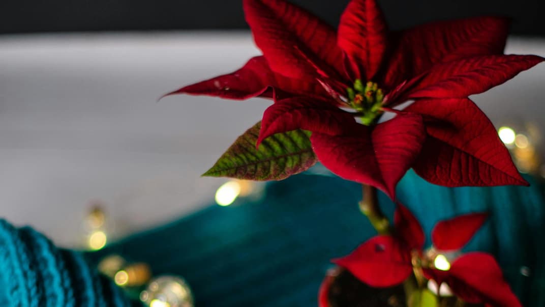 Weihnachtsstern und Strickzeug.