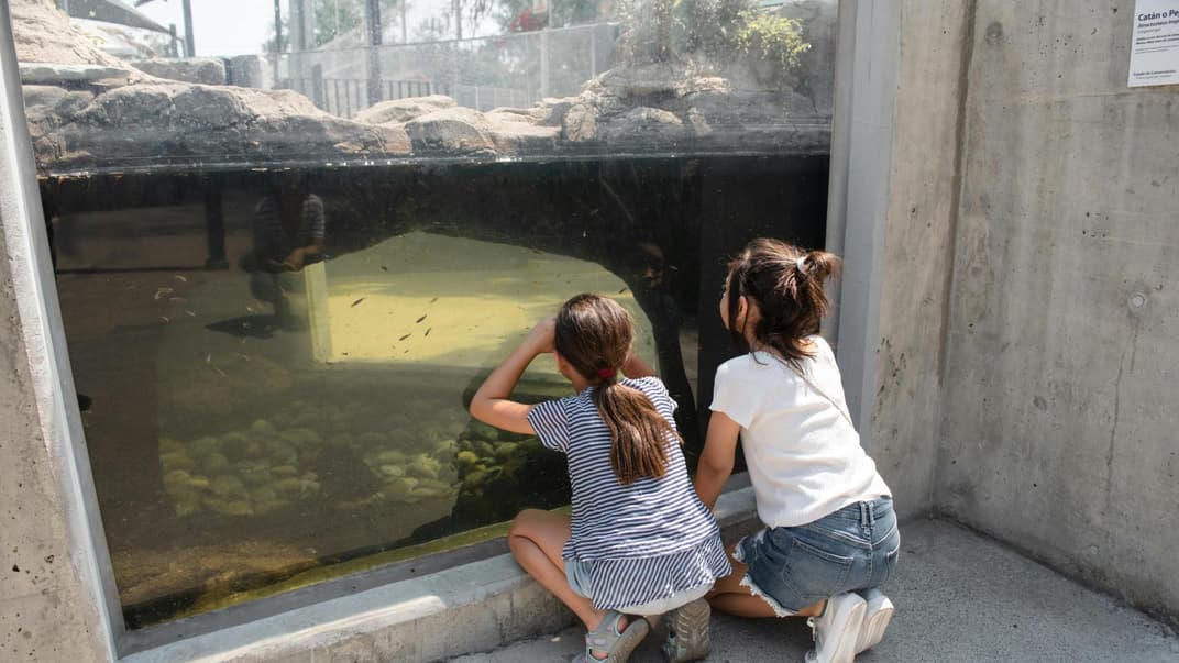 Zwei Kinder schauen durch eine Fensterscheibe in einem Zoo. 