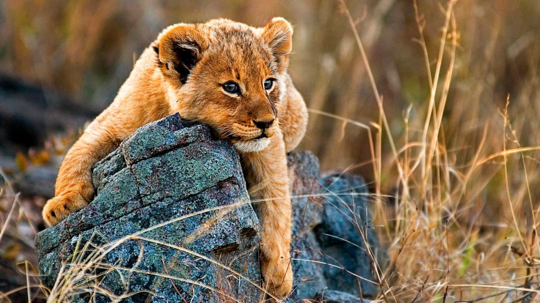 Nicht nur Nala und Simba aus "Der König der Löwen" sind tolle Inspirationen für (Disney-)Babynamen ...