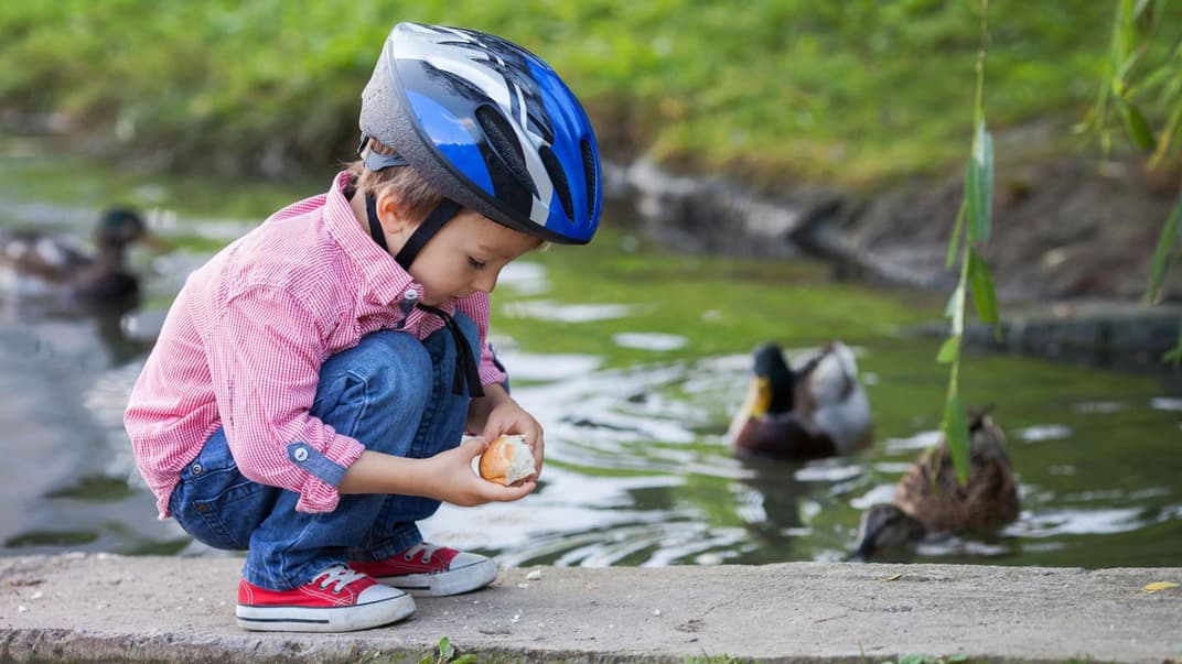 Kleines Kind mit Fahrradhelm füttert Enten mit Brot.