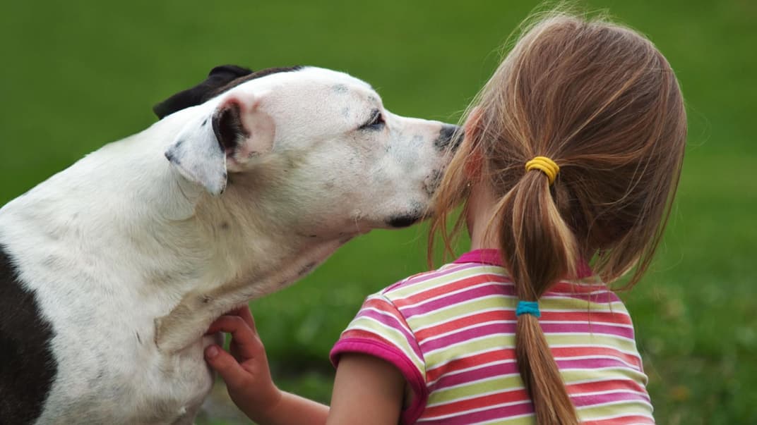 Kleinkinder allein mit mehreren Pitbulls zu Hause lassen – eine gute Idee?