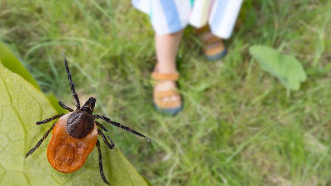 Kinderbeine und eine Zecke auf einem Blatt.
