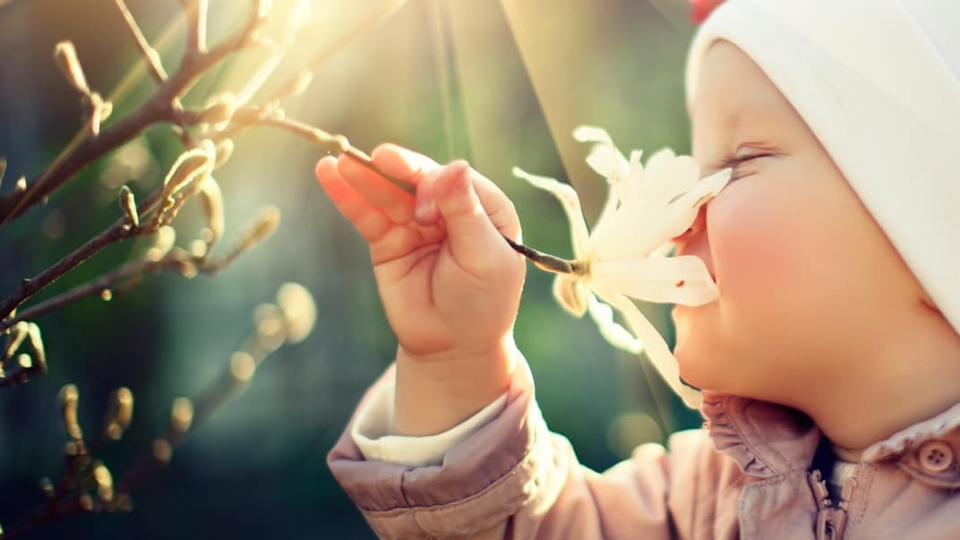 Babys haben früh einen stark entwickelten Geruchssinn 