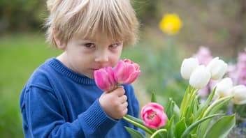 Ein Kind riecht an Tulpen.
