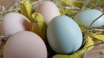 Bunter Eierkarton als Osternest.