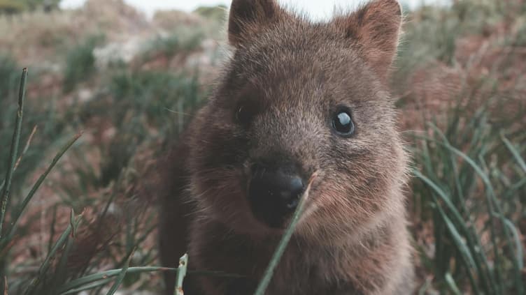 Süße Tiere: Quokka