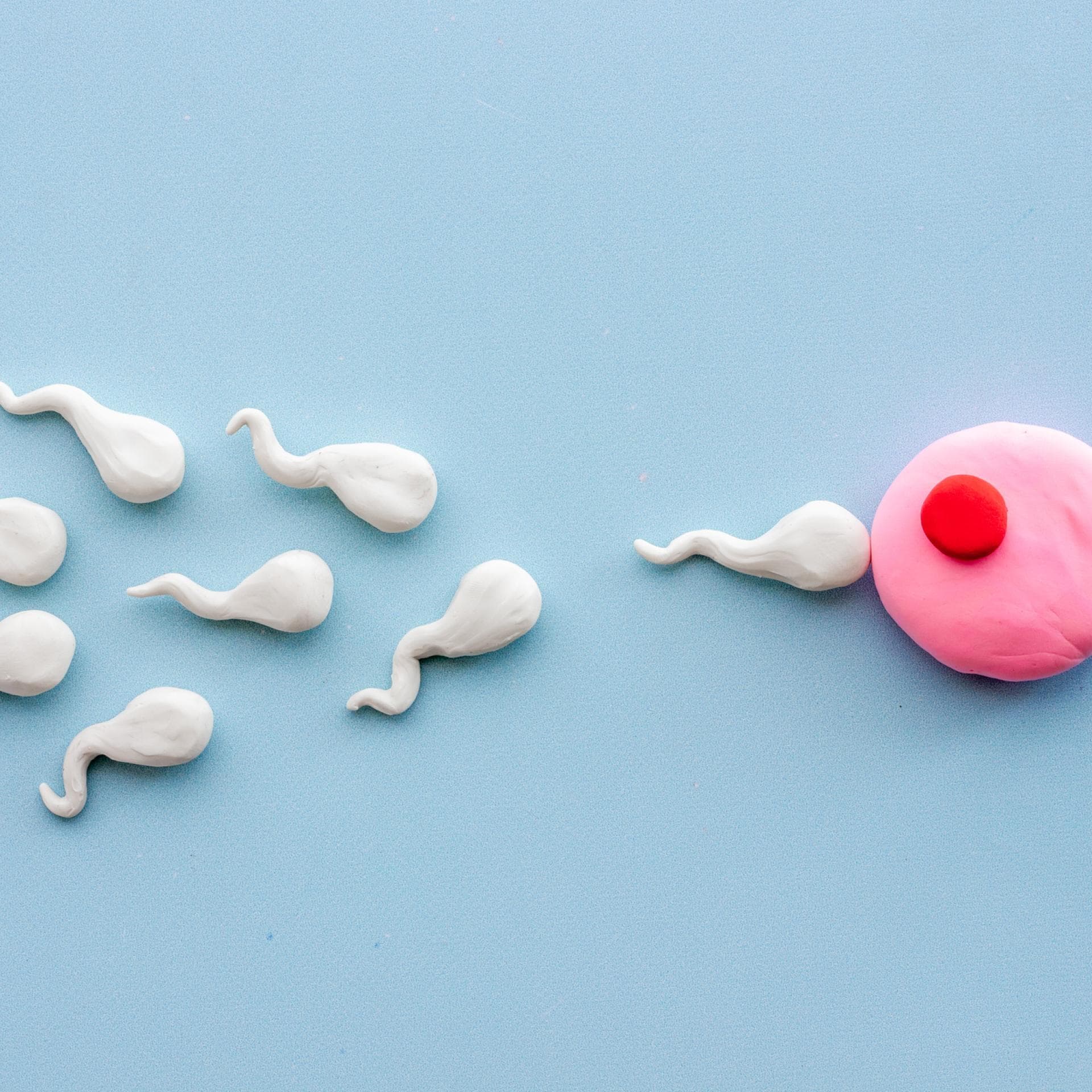 Schwangerschaftswoche 2 - Befruchtung