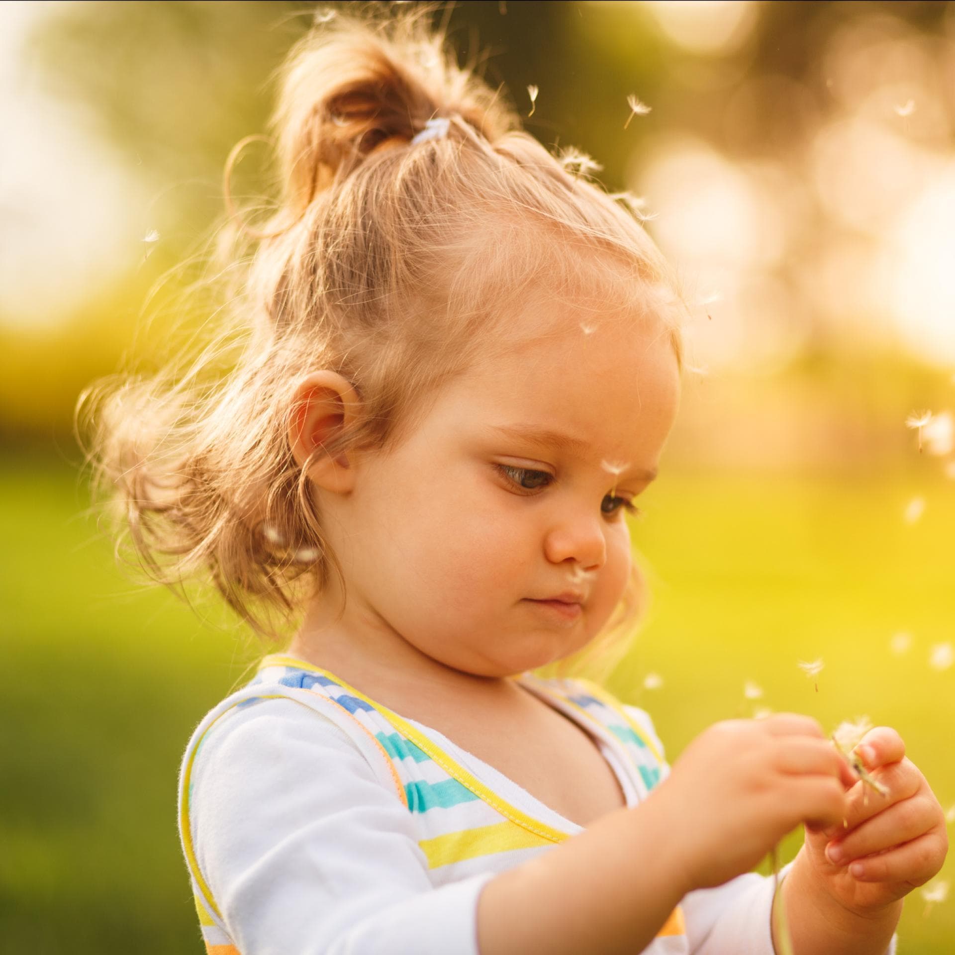 Ein kleines Mädchen zerpflückt neugierig eine Pusteblume.
