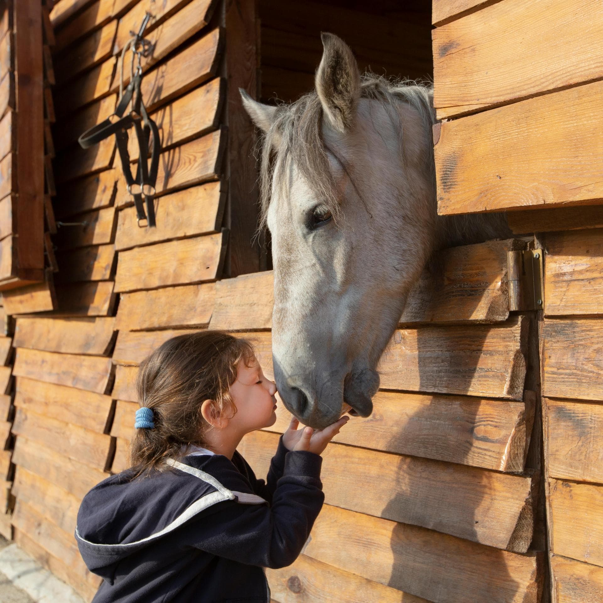 Ein Kind kuschelt mit einem Pferd Nase an Nase.