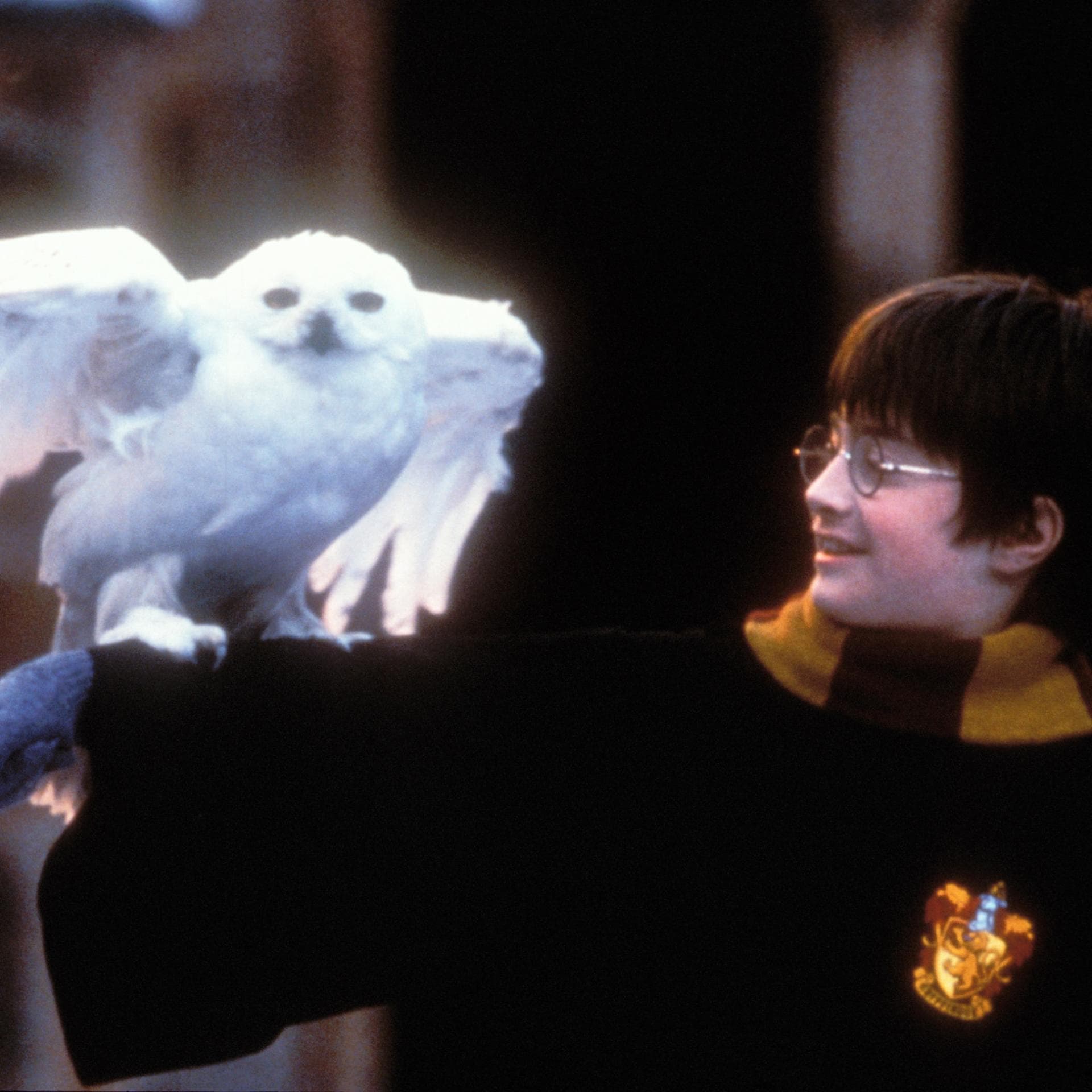 Harry Potter und Schneeeule Hedwig