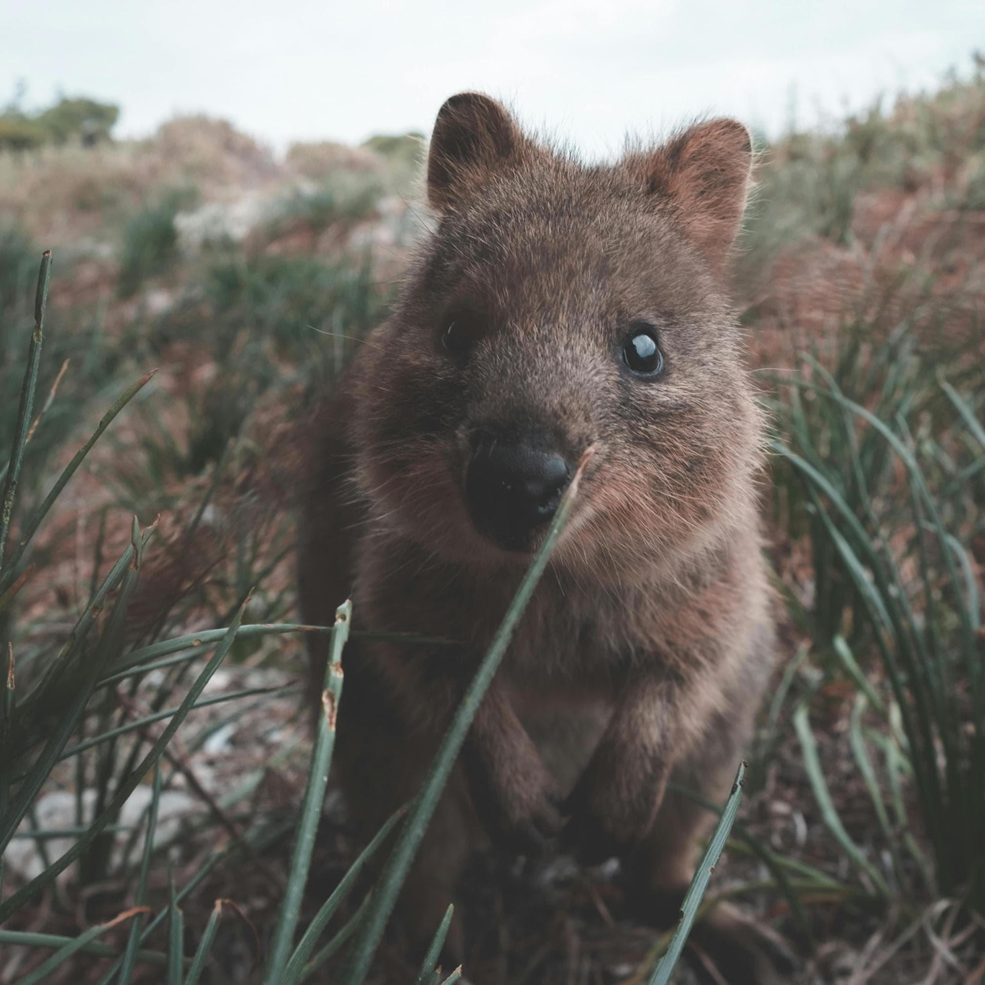 Süße Tiere: Quokka