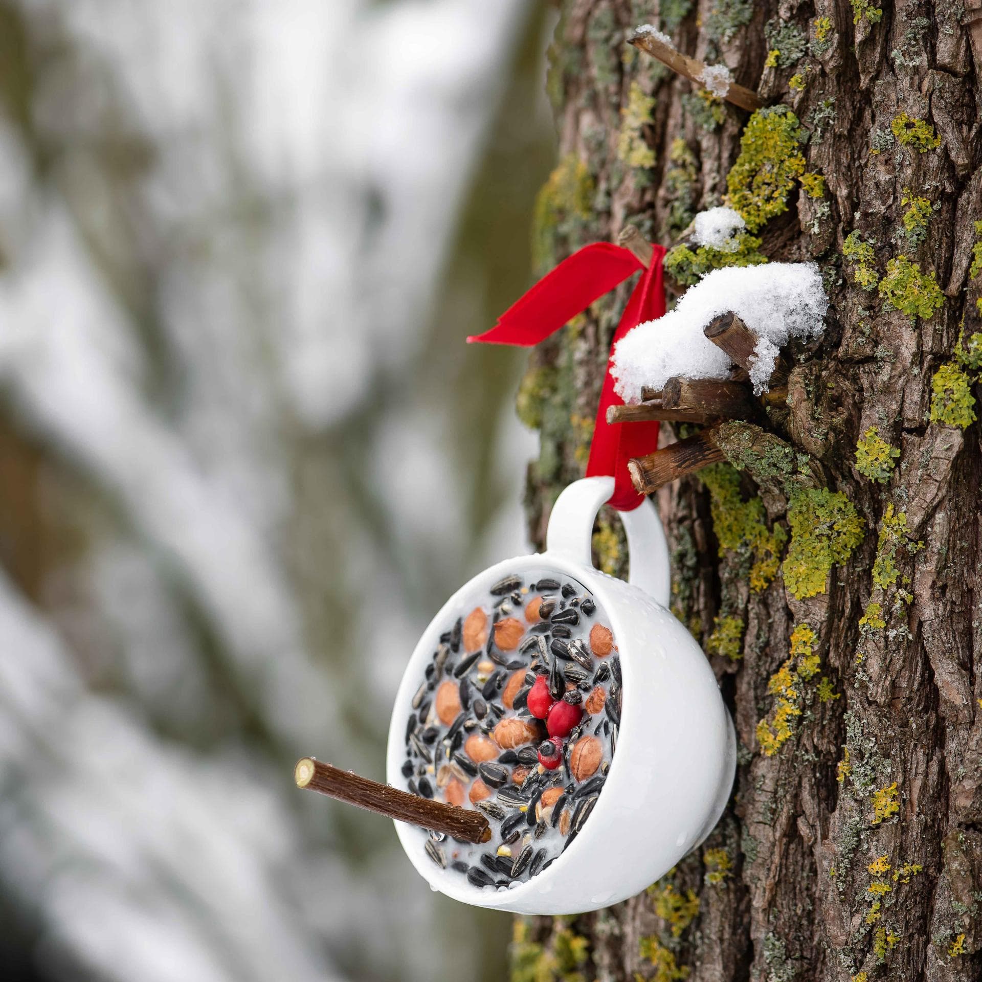 Selbstgemachtes Vogelfutter aus Kokosfett Selbstgemachtes Vogelfutter aus Kokosfett