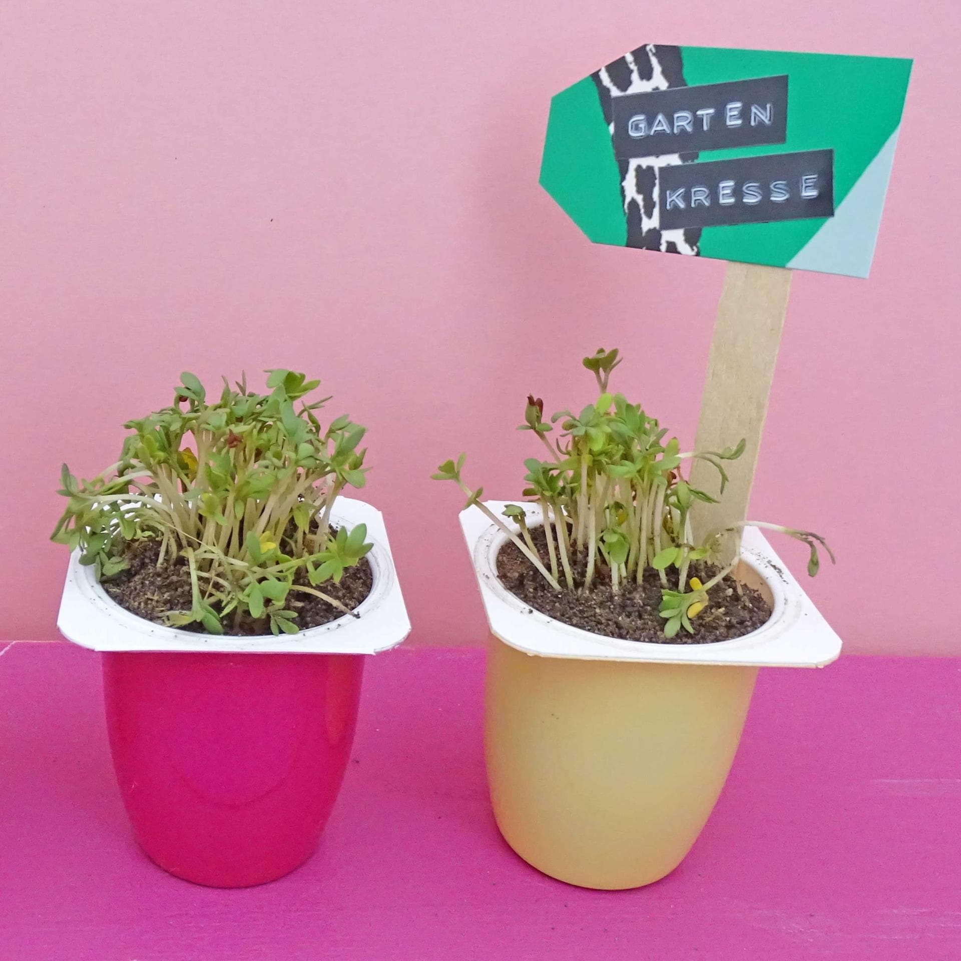 Kresse in Fruchtzwerge-Bechern züchten