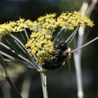 Eine Biene sitzt auf einer Fenchelblüte.