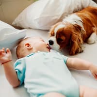 Hund leckt Nase von Baby.