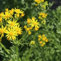 Jakobskreuzkraut hat gelbe Blüten.