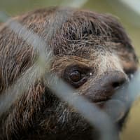 Faultier im Zoo.