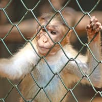 Tiere in Zoos sind für viele ein unendlich trauriger Anblick.