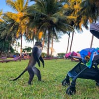 Während die Kleine schläft, werden exotische Wesen auf den Buggy aufmerksam ....