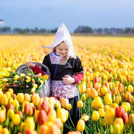 Ein holländisches Mädchen sammelt Tulpen im Tulpenfeld. 