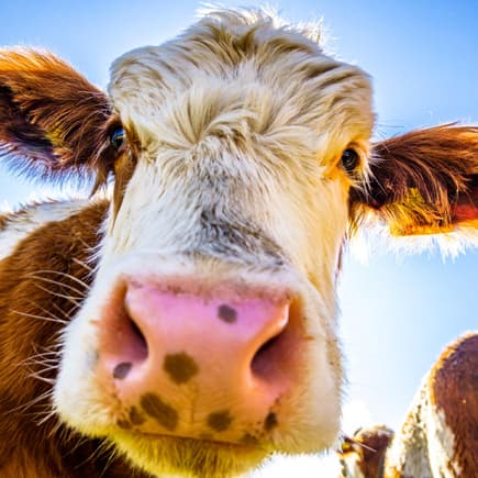 Kuh guckt in die Kamera