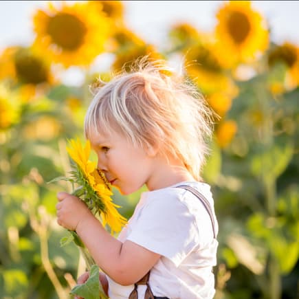 Junge in Sonnenblumenfeld: Ungifte Pflanze für Kinder im Garten