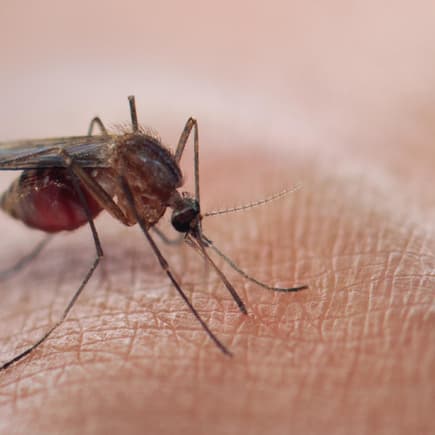 Impfung gegen Dengue erstmals von STIKO empfohlen – nach Infektion
