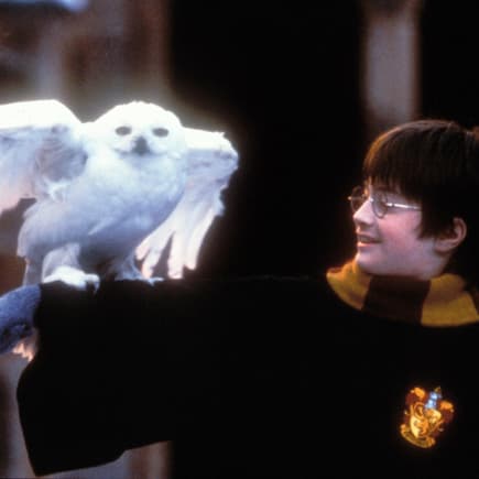 Harry Potter und Schneeeule Hedwig