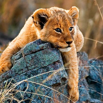 Nicht nur Nala und Simba aus "Der König der Löwen" sind tolle Inspirationen für (Disney-)Babynamen ...