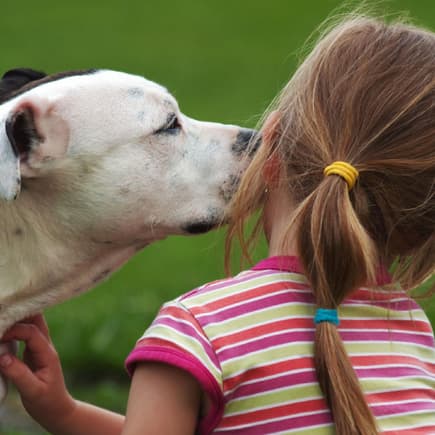 Kleinkinder allein mit mehreren Pitbulls zu Hause lassen – eine gute Idee?