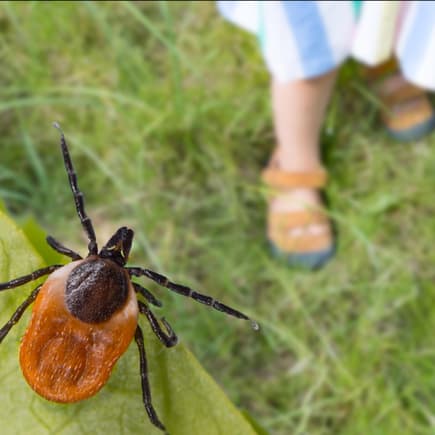 Kinderbeine und eine Zecke auf einem Blatt.