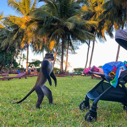 Während die Kleine schläft, werden exotische Wesen auf den Buggy aufmerksam ....