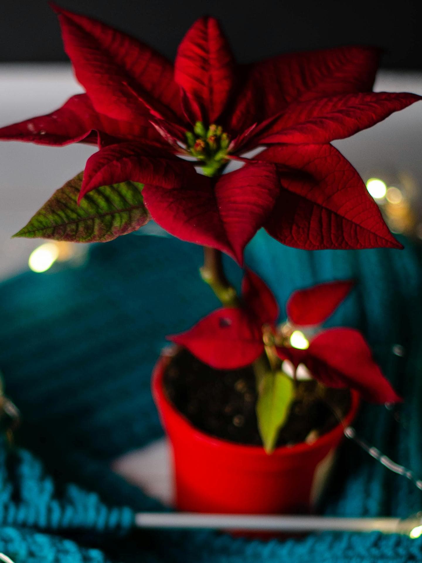Weihnachtsstern: giftig oder nicht? Tipps fr Eltern