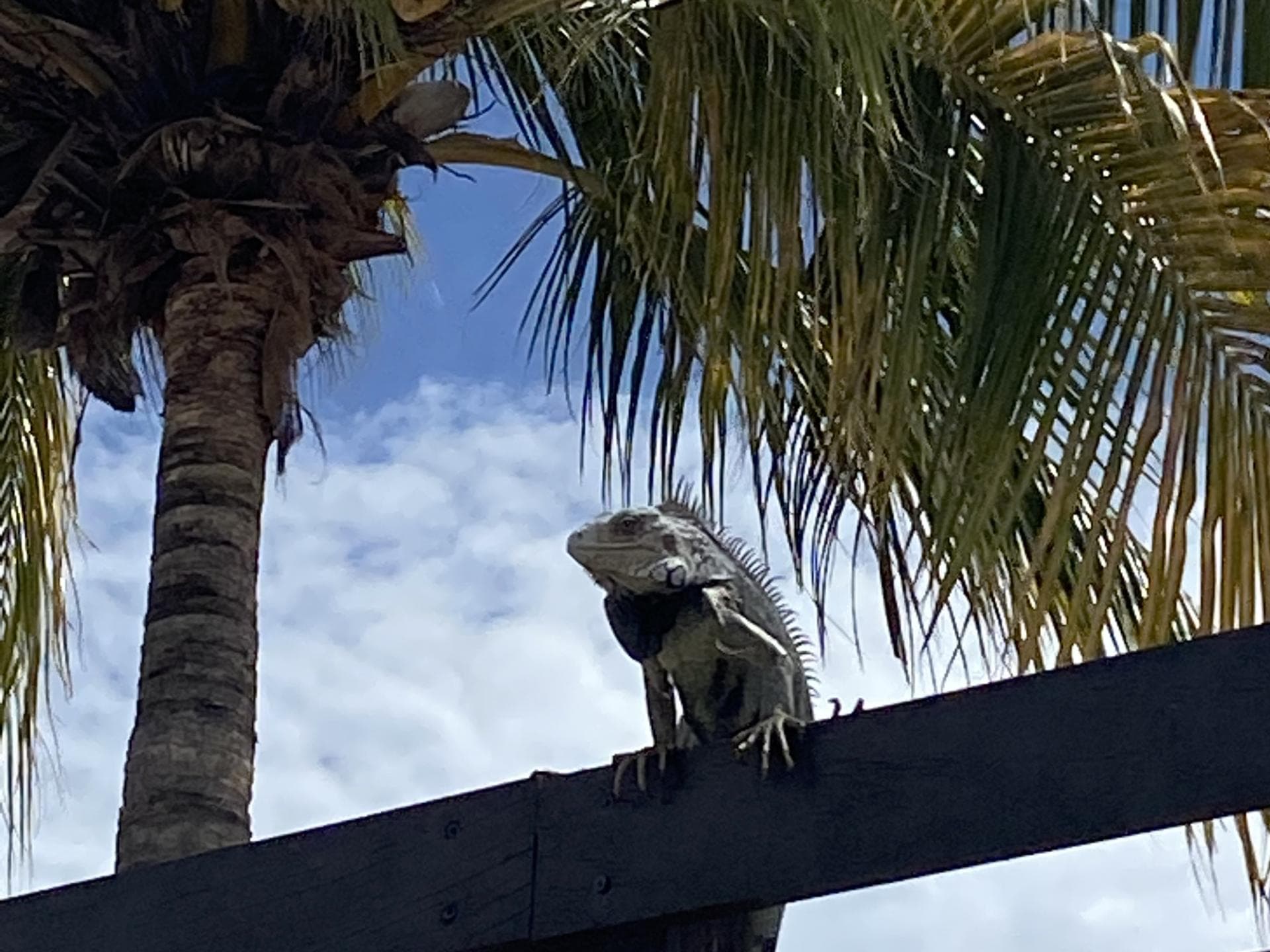 Iguana auf Aruba Iguana auf Aruba