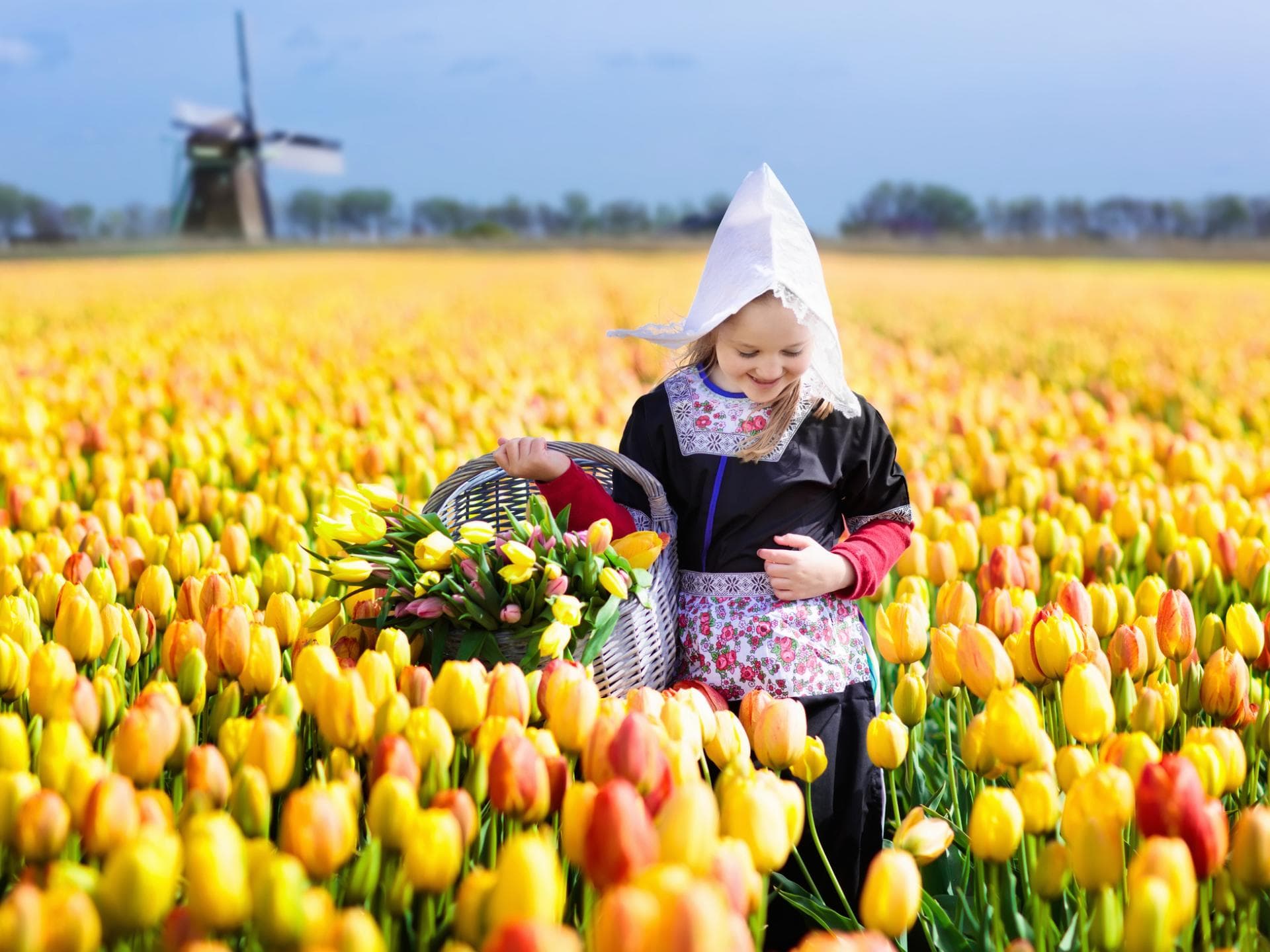Holländische Mädchennamen sind sehr facettenreich. Ein holländisches Mädchen sammelt Tulpen im Tulpenfeld.