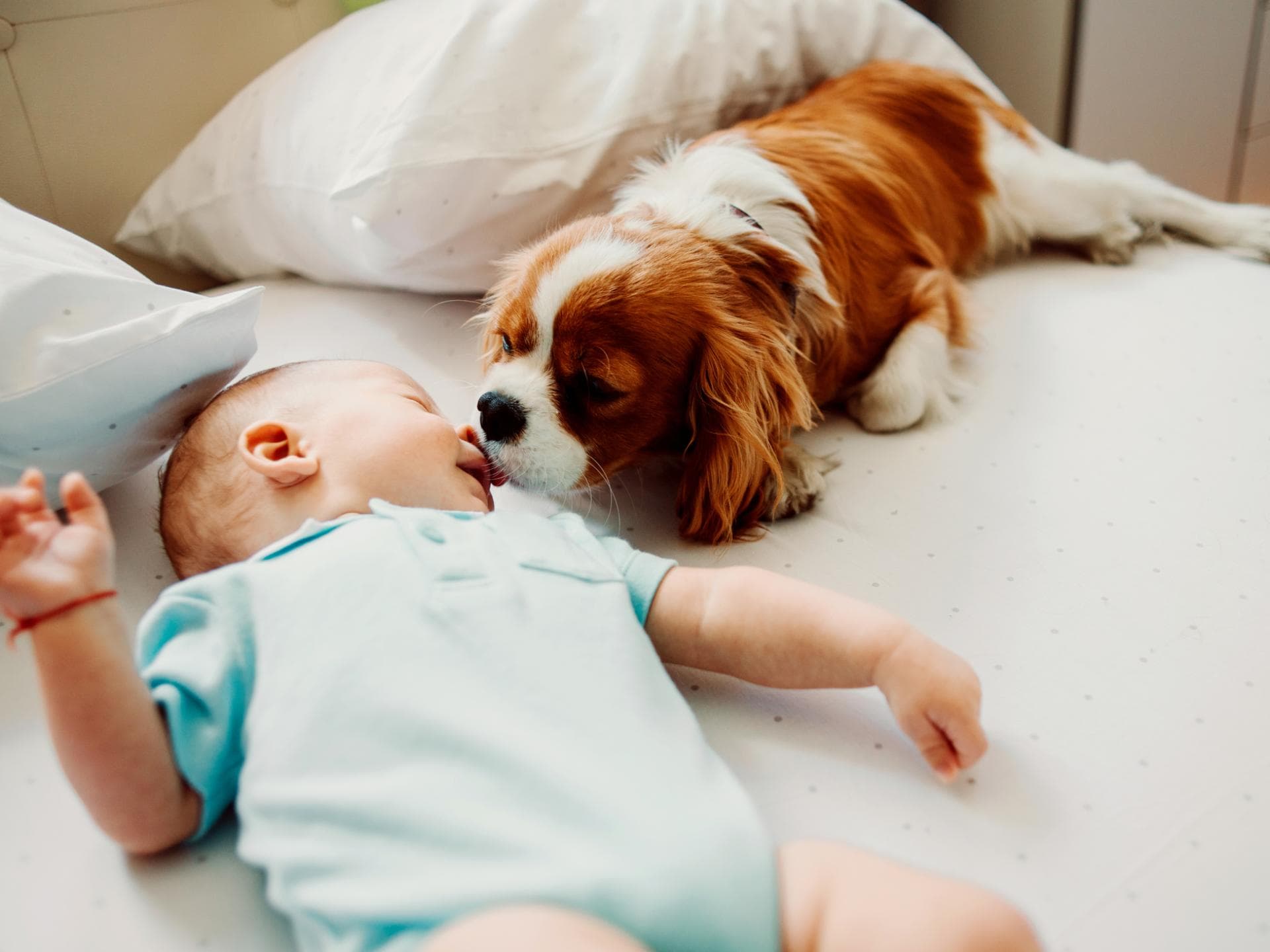Hund leckt Nase von Baby.