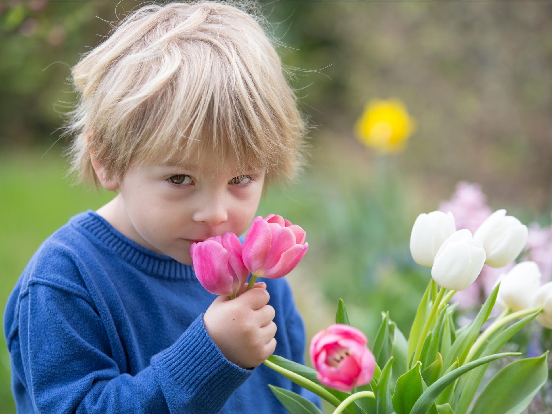 Was Eltern so süß finden, andere aber nervig ... Ein Kind riecht an Tulpen.