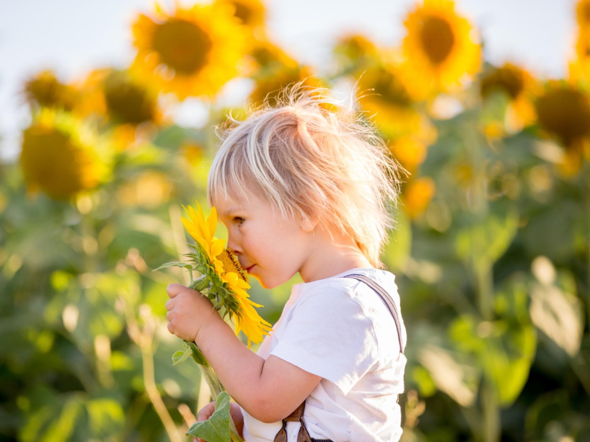 Junge in Sonnenblumenfeld: Ungifte Pflanze für Kinder im Garten Junge in Sonnenblumenfeld: Ungifte Pflanze für Kinder im Garten