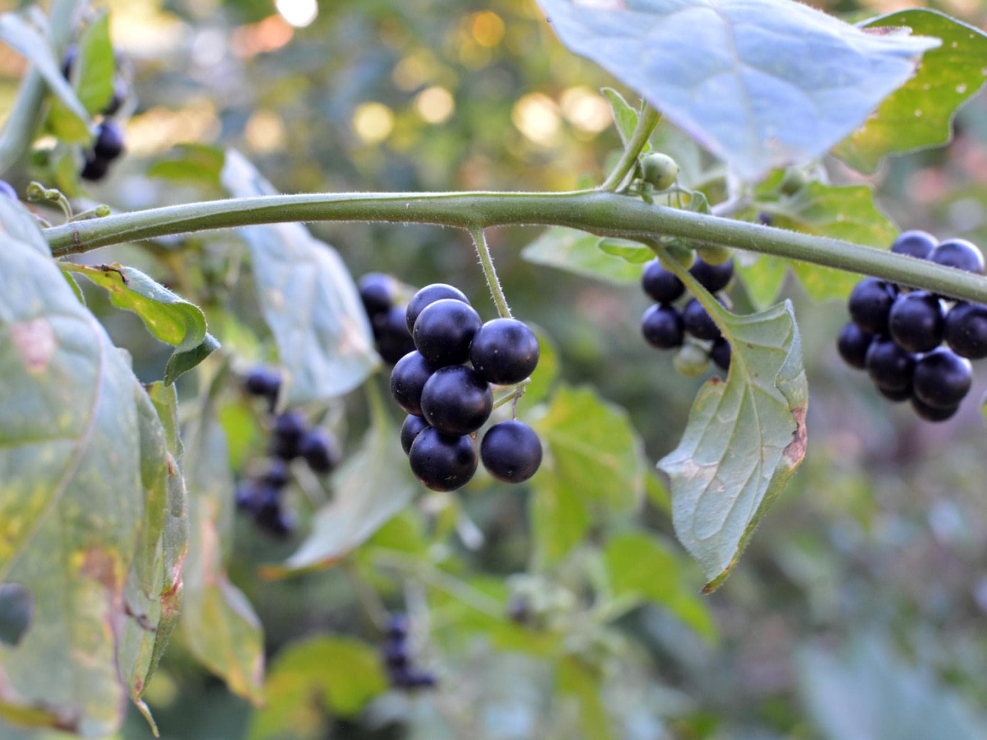 Die Beeren des Schwarzen Nachtschattens Die Beeren des Schwarzen Nachtschattens