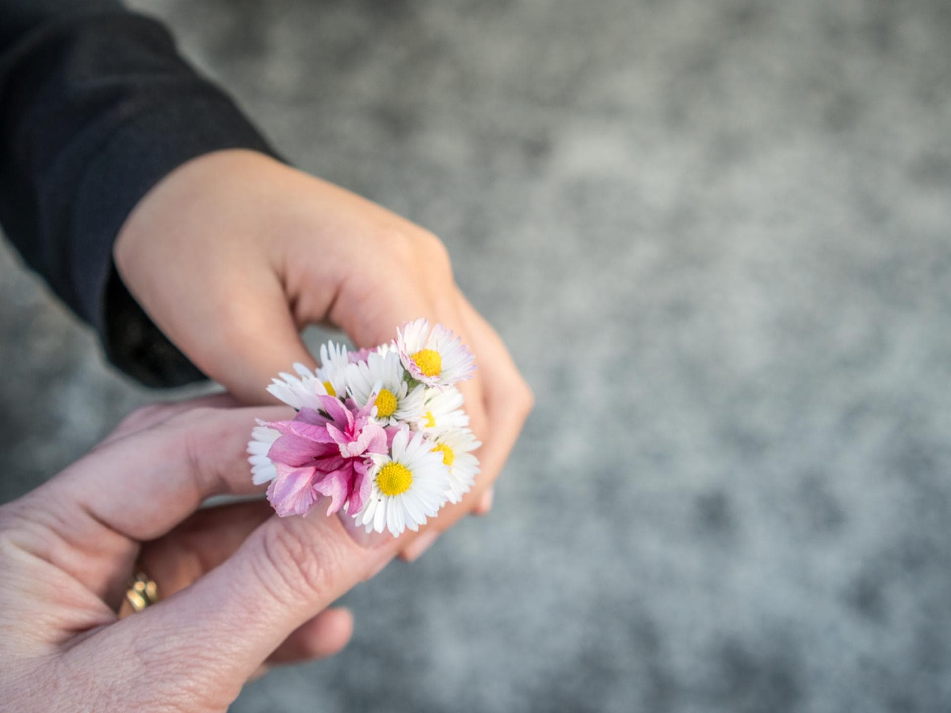 Kind schenkt seinen Eltern Blumen Kind schenkt seinen Eltern Blumen