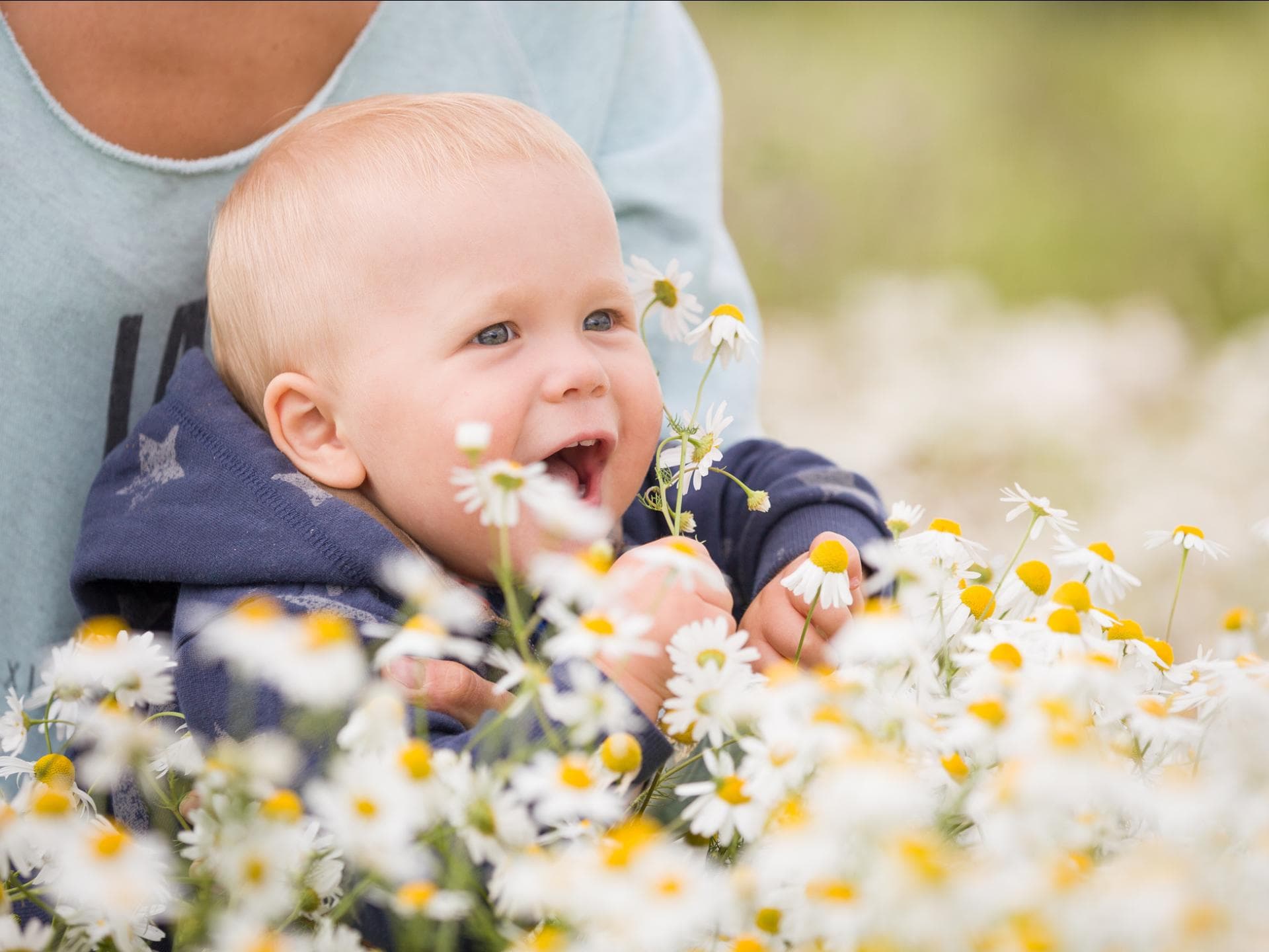 Mama und Baby mit ganz vielen Kamillenblüten.