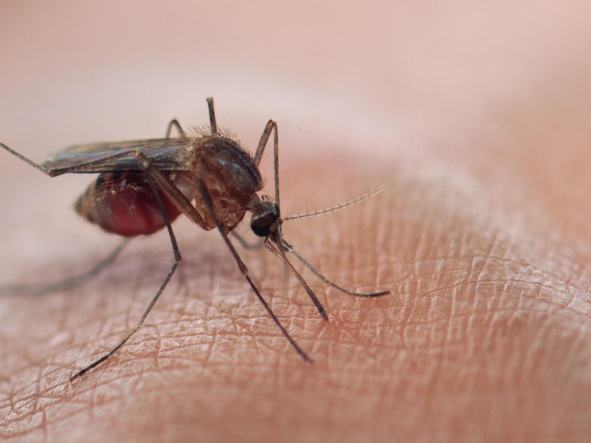 Impfung gegen Dengue erstmals von STIKO empfohlen – nach Infektion